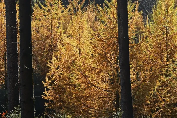 Framed Print : Larch - european larchs - needles in autumn colours (Larix decidua) Framed Print : Larch - european larchs - needles in autumn colours (Larix decidua)