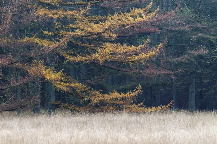 Framed Print : Larch forest in autumn at the edge of a forest meadow