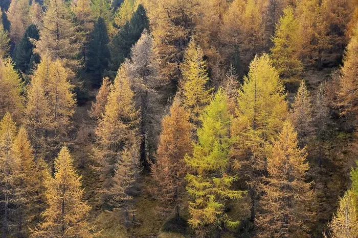 Framed Print : Larch forest European larches Framed Print : Larch forest European larches