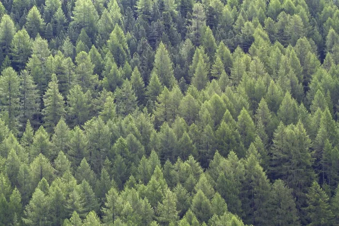 Framed Print : Larch forest, full-size, background Framed Print : Larch forest, full-size, background
