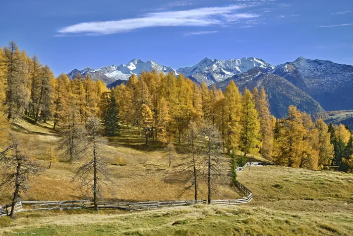 Framed Print : Larch forest (Larix) in autumn