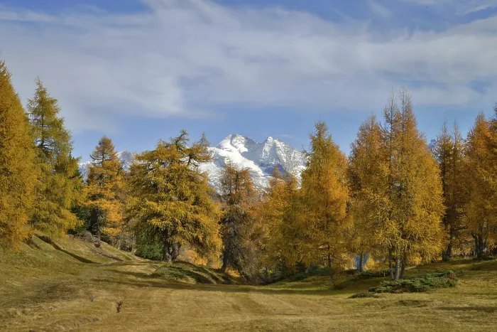 Framed Print : Larch forest (Larix) in autumn