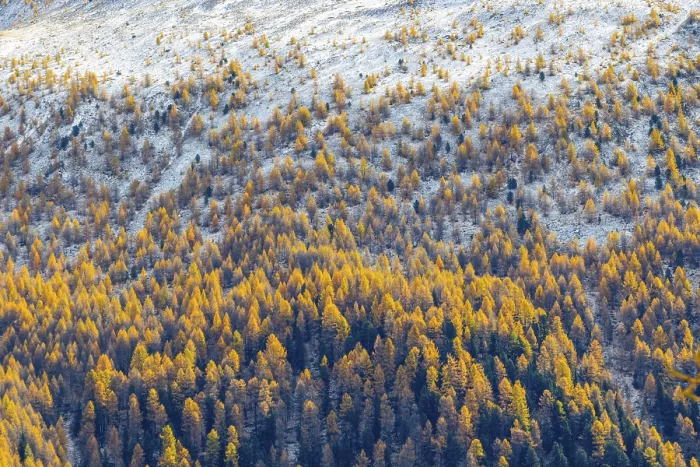 Framed Print : Larch forest (Larix) in autumn