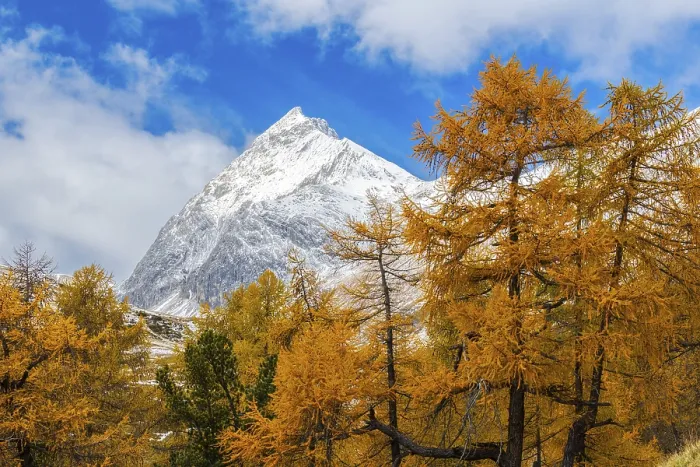 Framed Print : Larch forest (Larix) in autumn