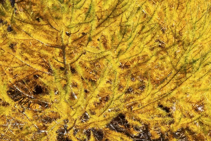 Framed Print : Larch (Larix) in autumn, autumn