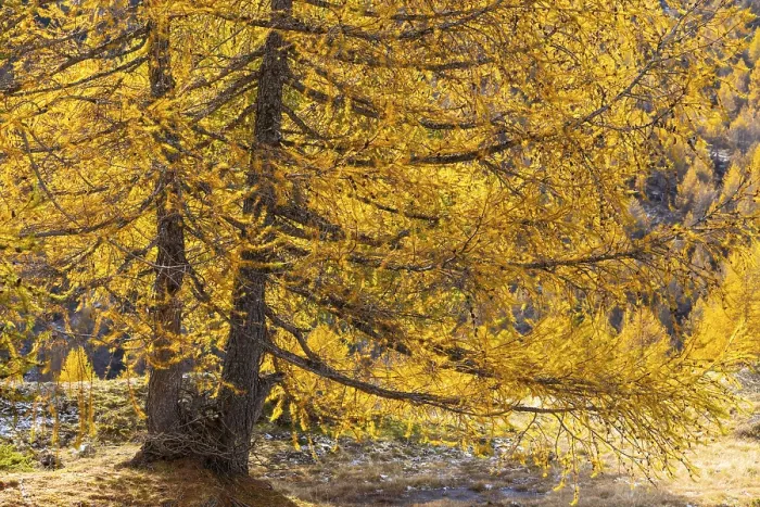 Framed Print : Larch (Larix) in autumn, autumn