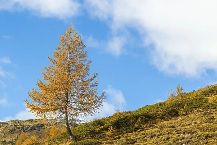 Framed Print : Larch (Larix) in autumn colors against blue skies
