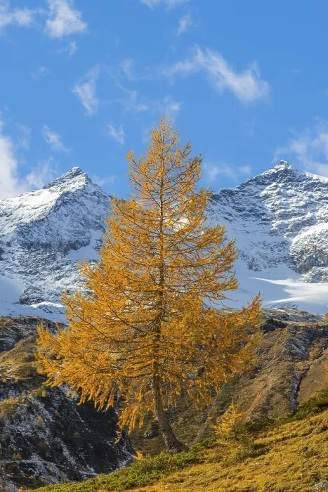 Framed Print : Larch (Larix) in autumn in front of mountain peaks