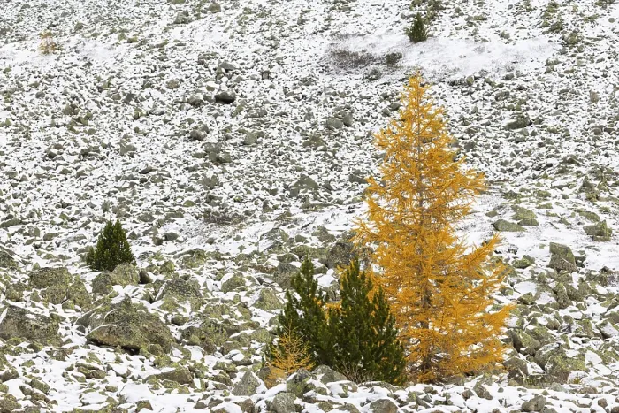 Framed Print : Larch (Larix) in autumn, snow, autumn
