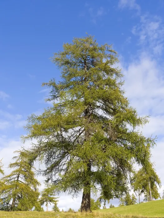 Framed Print : Larch meadows on the Salten, Salten