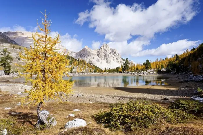 Framed Print : Larch tree in autumnal colours at Schottersee Lake