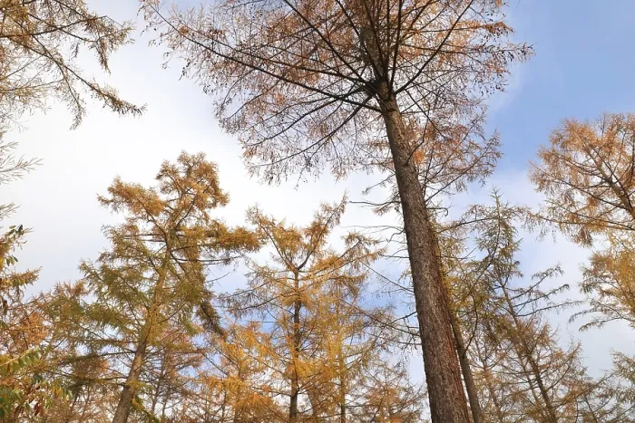 Framed Print : Larch tree forest in autumn over blue sky