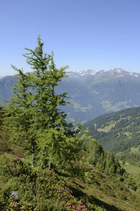 Framed Print : Larch, tree, mountains, mountain