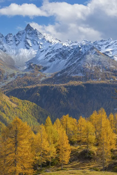Framed Print : Larch trees (Larix) in autumn in front of mountain peaks with snow Framed Print : Larch trees (Larix) in autumn in front of mountain peaks with snow