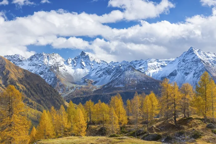 Framed Print : Larch trees (Larix) in autumn in front of mountain peaks with snow
