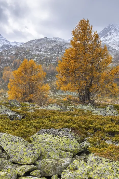 Framed Print : Larch trees (Larix) in autumn in front of mountain peaks with snow