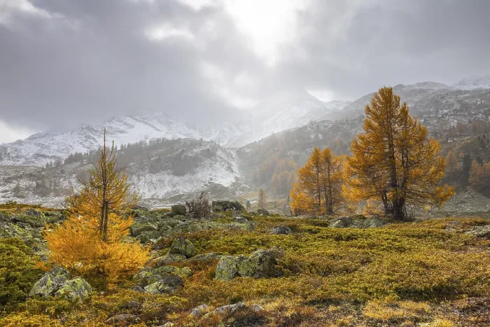 Framed Print : Larch trees (Larix) in autumn in front of mountain peaks with snow Framed Print : Larch trees (Larix) in autumn in front of mountain peaks with snow