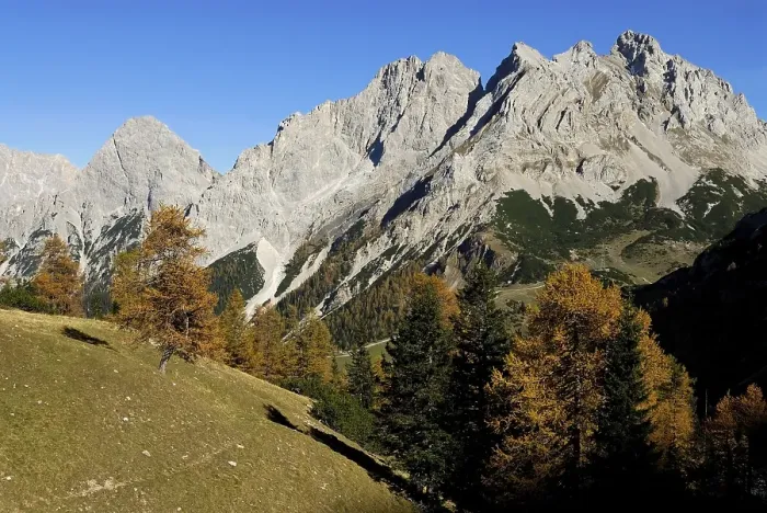 Framed Print : Larch trees (Larix), Mieminger Berge (Mieming Range) in bavkground, Ehrwald, Tirol, Austria, Europe