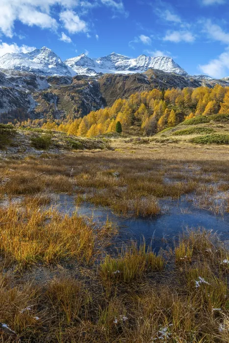 Framed Print : Larches (Larix) in autumn in front of mountain peaks Framed Print : Larches (Larix) in autumn in front of mountain peaks