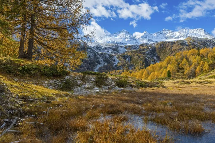 Framed Print : Larches (Larix) in autumn in front of mountain peaks with snow
