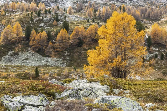 Framed Print : Larches (Larix) in autumn with snow Framed Print : Larches (Larix) in autumn with snow
