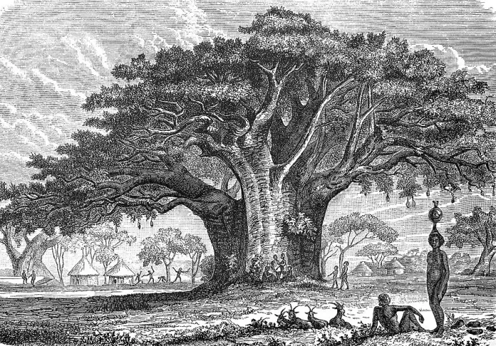 Framed Print : Large African baobab, Adansonia digitata