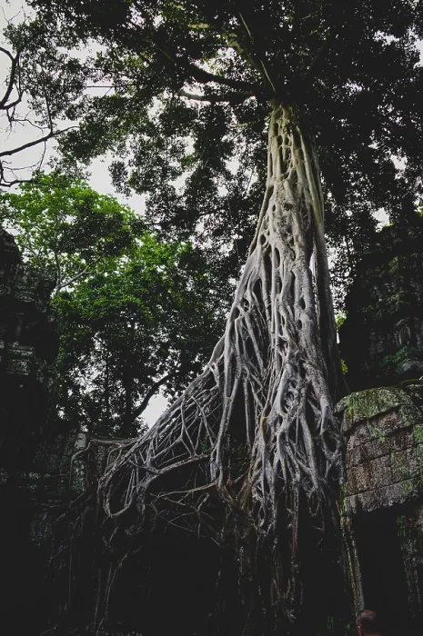 Framed Print : A large ancient ruins of Ta Prohm Temple overgrown with roots from a towering Banyan tree in a jungle setting Framed Print : A large ancient ruins of Ta Prohm Temple overgrown with roots from a towering Banyan tree in a jungle setting