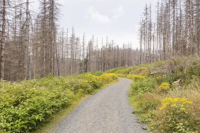 Framed Print : Large areas affected by forest dieback