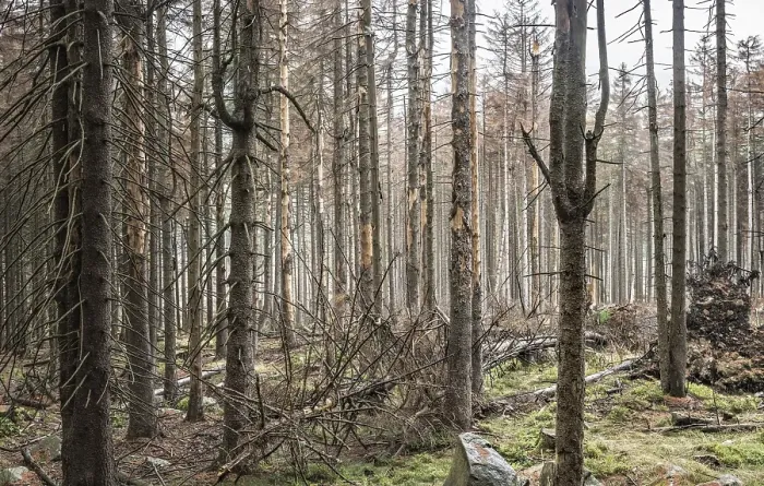 Framed Print : Large areas of dead forests in the Harz Mountains due to drought