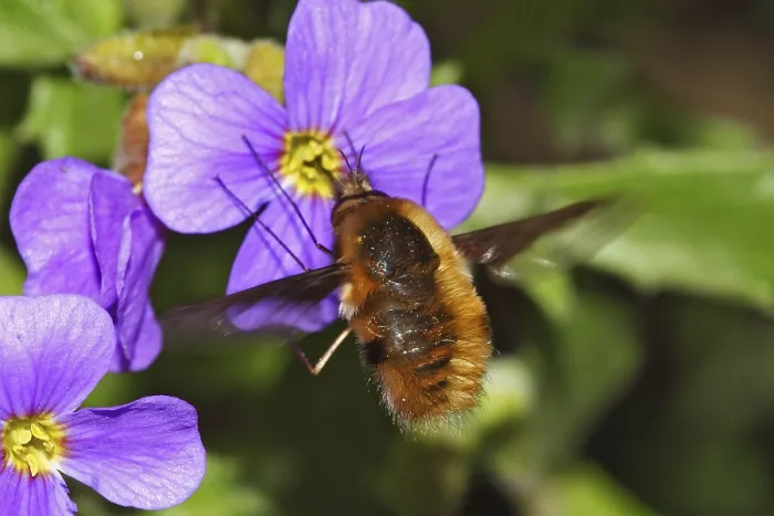 Framed Print : Large bee fly, Bombylius major, bee fly Framed Print : Large bee fly, Bombylius major, bee fly