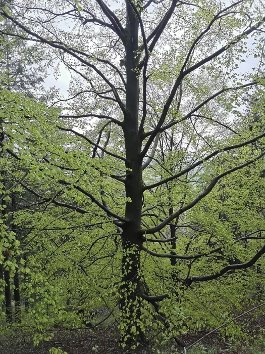 Framed Print : Large beech (fagus) with fresh green leaves in a lively spring forest