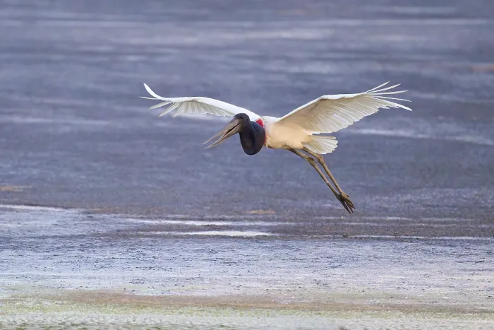Framed Print : A large bird flies over the ground
