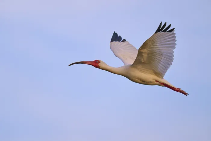 Framed Print : A large bird with outstretched wings gliding through the sky Framed Print : A large bird with outstretched wings gliding through the sky