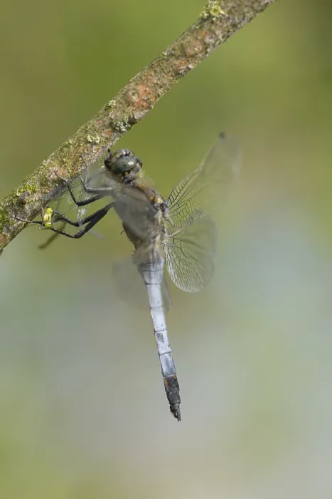 Framed Print : Large blue arrow (Orthetrum cancellatum) Framed Print : Large blue arrow (Orthetrum cancellatum)