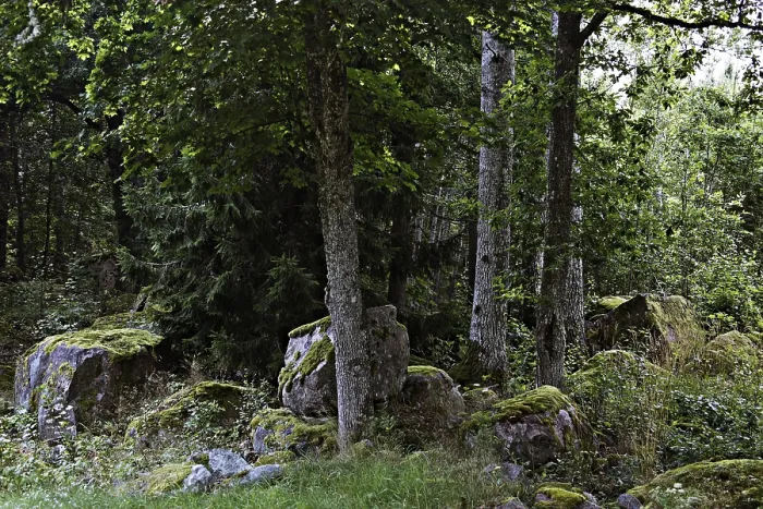 Framed Print : Large boulders covered with moss in a forest