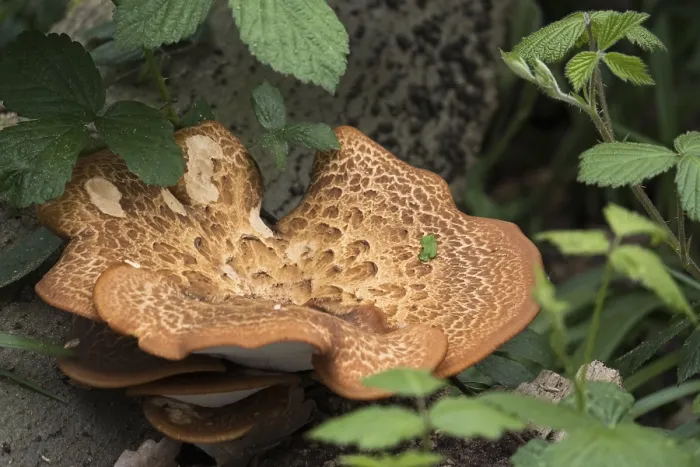 Framed Print : Large Bracket Fungus (Inonotus dryadeus)