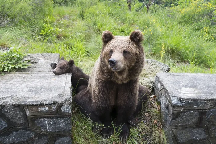 Framed Print : A large brown bear rests relaxed on a stone wall surrounded by green vegetation