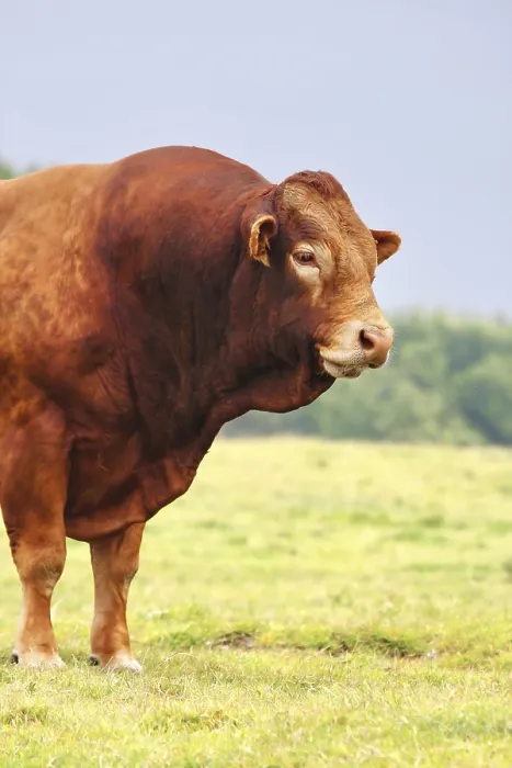 Framed Print : Large brown ox on green pasture
