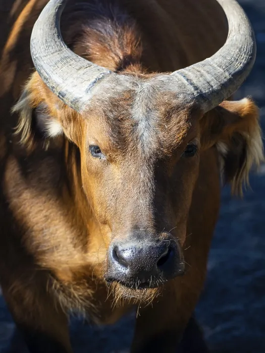 Framed Print : Large brown water buffalo with impressive horns is standing in the sun