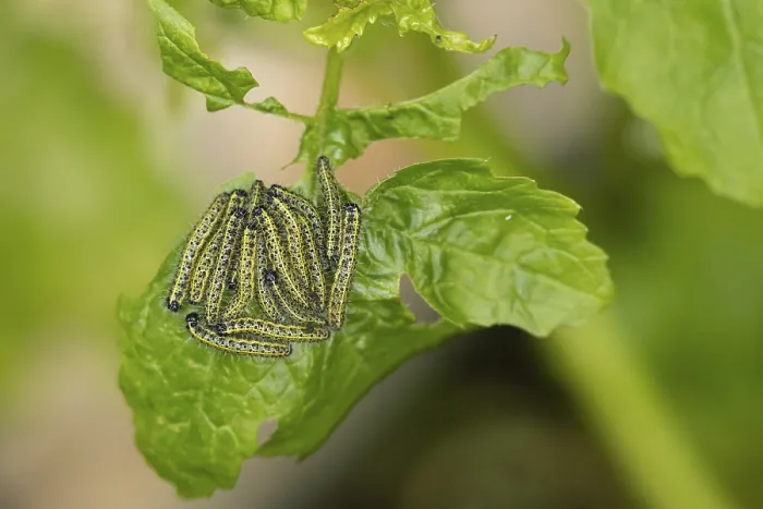 Framed Print : Large or Cabbage white butterfly (Pieris brassicae)