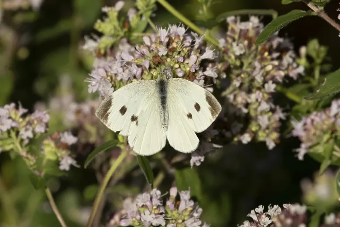 Framed Print : Large or Cabbage white butterfly (Pieris brassicae) Framed Print : Large or Cabbage white butterfly (Pieris brassicae)