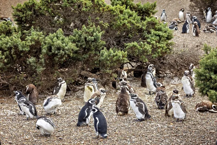 Framed Print : Large cluster of penguins surrounded by shrubs Framed Print : Large cluster of penguins surrounded by shrubs