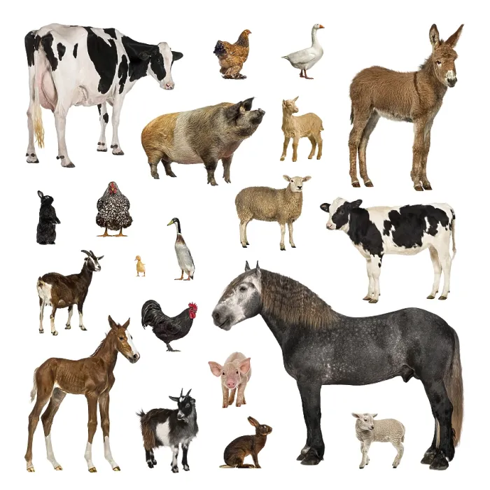 Framed Print : Large collection of farm animal