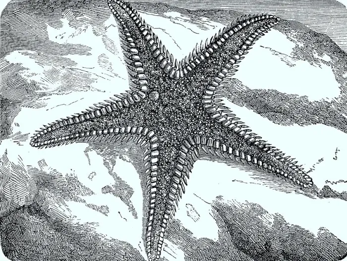 Framed Print : Large Comb Starfish or Red Comb Starfish