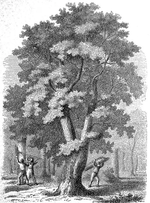 Framed Print : Large cork oak, Quercus suber, and people harvesting the cork bark Framed Print : Large cork oak, Quercus suber, and people harvesting the cork bark