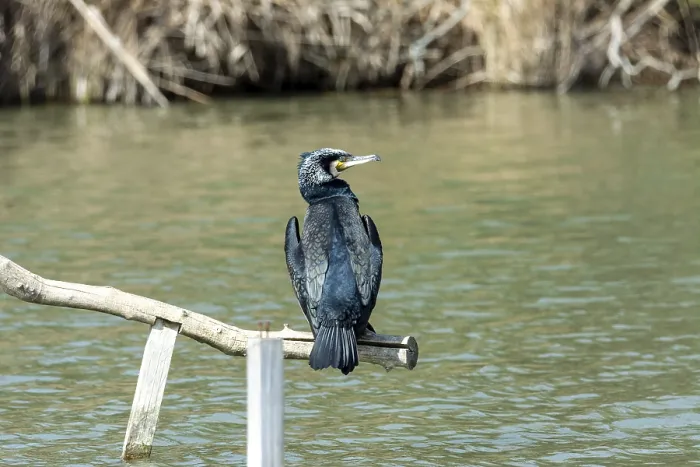Framed Print : Large cormorant, on perch drying in the sun Framed Print : Large cormorant, on perch drying in the sun