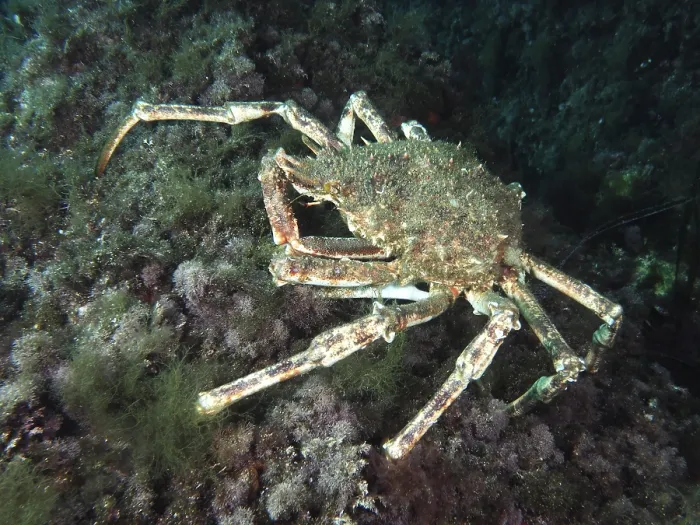 Framed Print : A large crab, spider crab (Maja squinado)