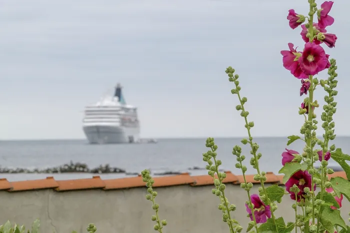 Framed Print : Large cruise ship on the sea with blooming flowers in the foreground Framed Print : Large cruise ship on the sea with blooming flowers in the foreground