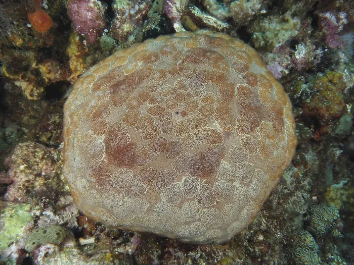 Framed Print : Large cushion starfish (Culcita novaeguineae) with detailed pattern on seabed