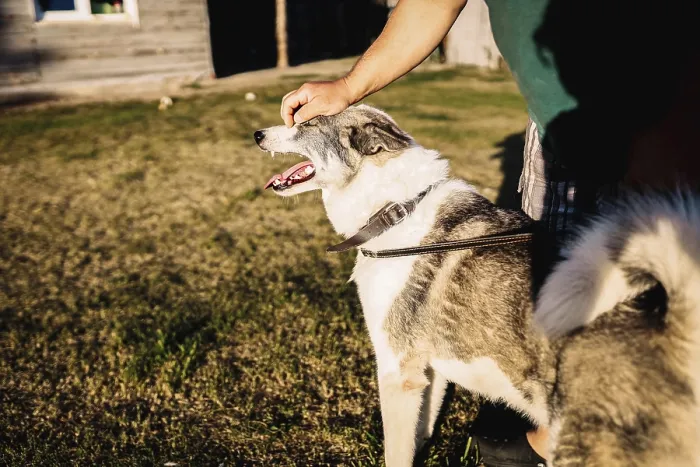 Framed Print : A large dog being petted by a person in a sunlit outdoor area